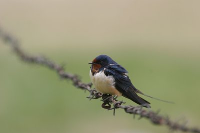 Barn swallow (Hirundo rustica)