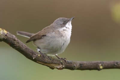 Lesser Whitethroat (Sylvia curruca)