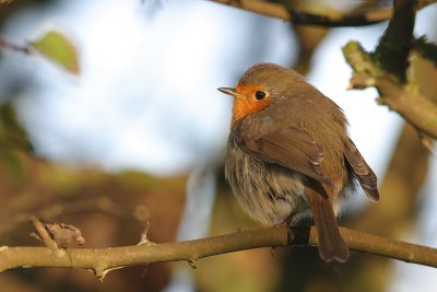 Robin (Erithacus rubecula)