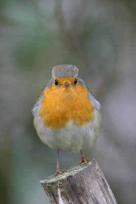 Robin (Erithacus rubecula)