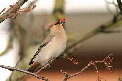 Waxwing (Bombycilla garrulus)