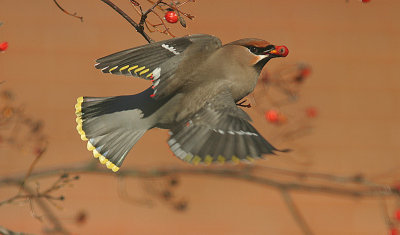 Waxwing (Bombycilla garrulus)