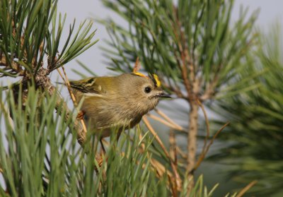 Goldcrest (Regulus regulus)