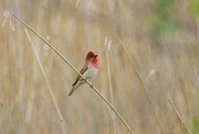 Scarlet rosefinch (Carpodacus erythinus)