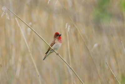 Scarlet rosefinch (Carpodacus erythinus)