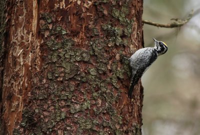 Three-toed woodpecker ( Picoides tridactylus)