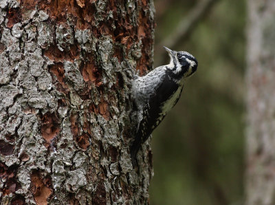 Three-toed woodpecker ( Picoides tridactylus)
