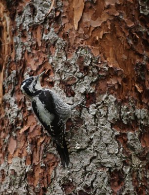 Three-toed woodpecker ( Picoides tridactylus)