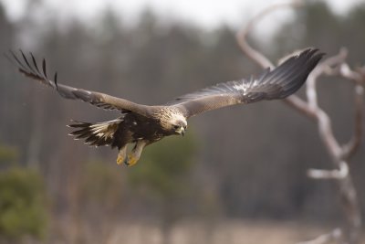 Golden eagle (Aquila chrysaetos)