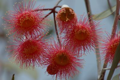 Flowers in Perth