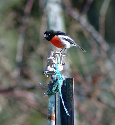 Male Scarlet Robin 