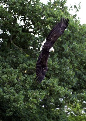 Bald Eagle