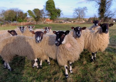 Very Curious Sheep