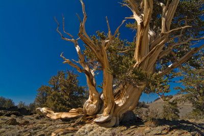 Ancient Bristlecone Pine.jpg