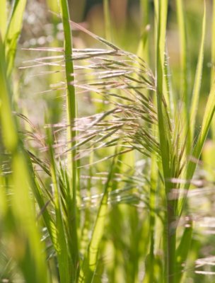 Grass Inflorescence