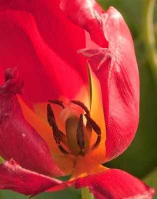 Tulip pollination
