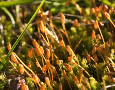 Moss Spore Capsules