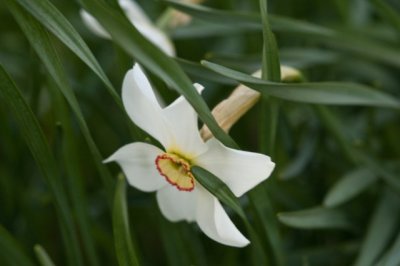 Narcissus Flower