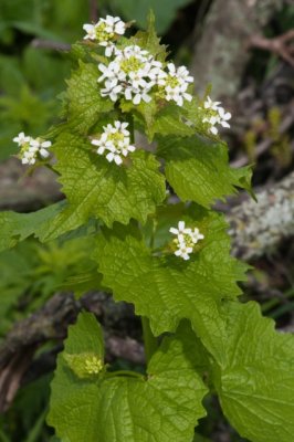 Garlic Mustard