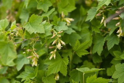 Gooseberry