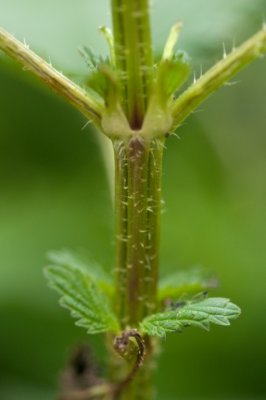 Stinging Nettle