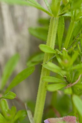 Catchweed Bedstraw