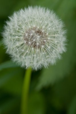 Dandelion Seedhead