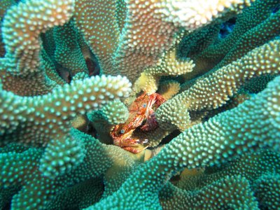Crab in Antler Coral