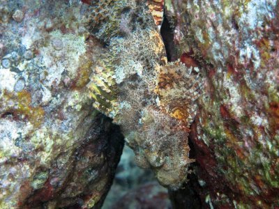 Titan Scorpionfish - Honokohau Harbor