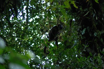 Howler Monkey(Mono Congo), , Monteverde Cloudforest, Costa Rica.