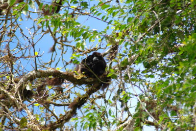 Howler Monkey (Mono Congo), Monteverde Cloudforest, Costa Rica.