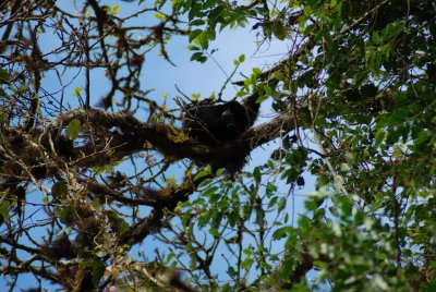 Monteverde Cloudforest (Mono Congo) , Costa Rica.