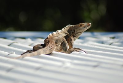 Been trying for weeks to photograph an iguana but they run when spotted. This guys  rustling around on my hotel room's roof.
