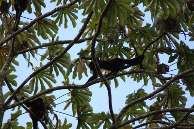 I spotted these spider monkeys on the side of the road near Arenal.