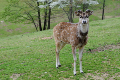 DSC_5229.jpg
