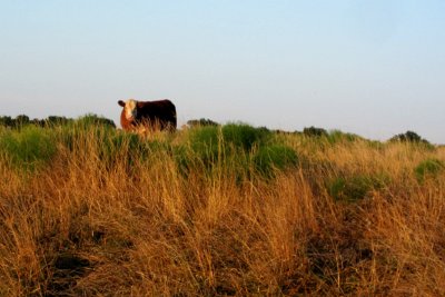 IMG_4339.JPG