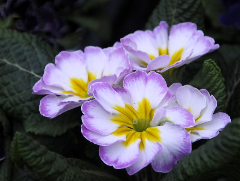 Flowers from the Garden