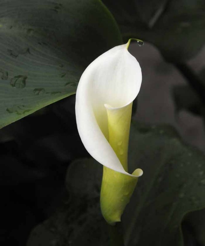 Cala Lily