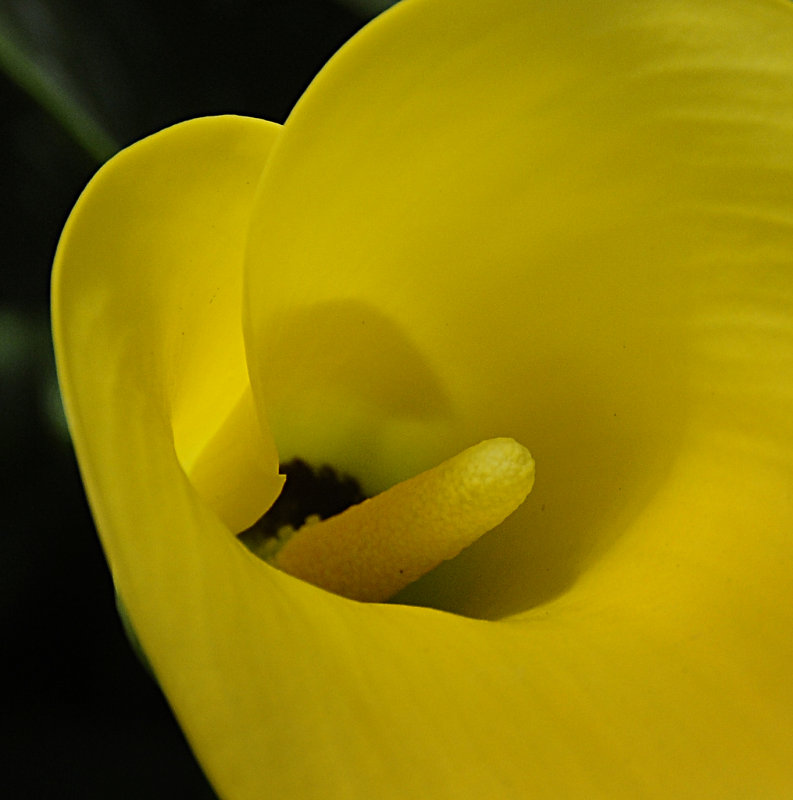 Cala Lily