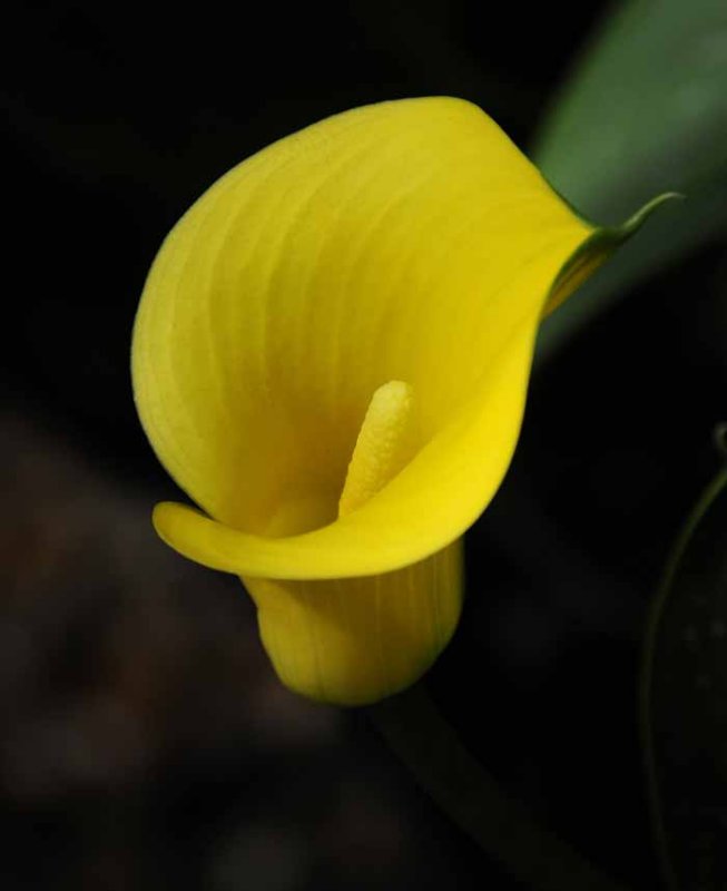 Cala Lily