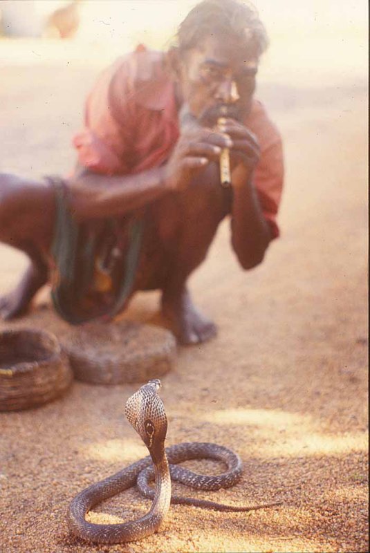 A Man and His Snake, India