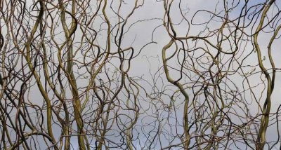 Curly Willow