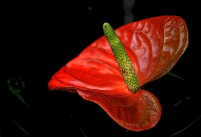 Rain Forest Exotics