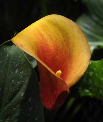 Cala Lily
