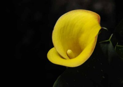 Cala Lily
