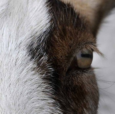 In a Goats Eye