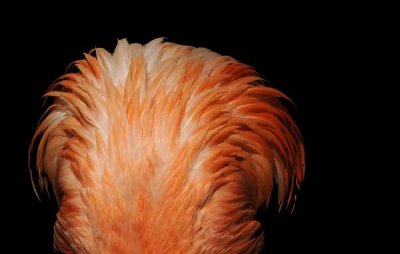 The Color of Flamingos