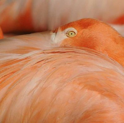The Color of Flamingos