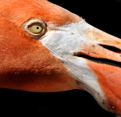 The Color of Flamingos