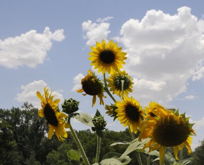 Summer Sunflowers